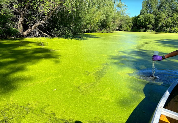 Stormwater retention pond covered with algae